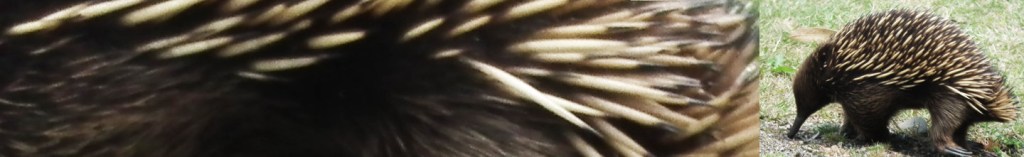 Call for Submissions for Echidna Tracks: Issue 18 Summer/Autumn 2027 ...