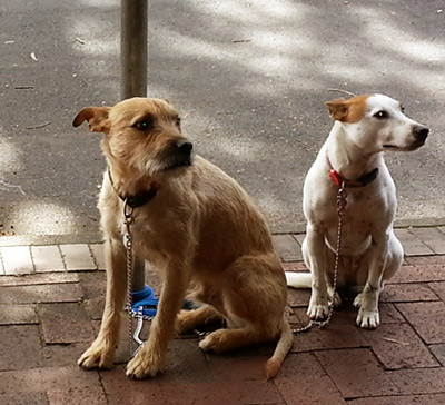 dogs-for-bangalowweb