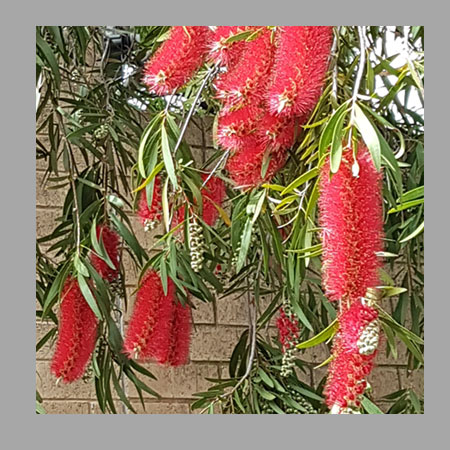 bottlebrush-framed