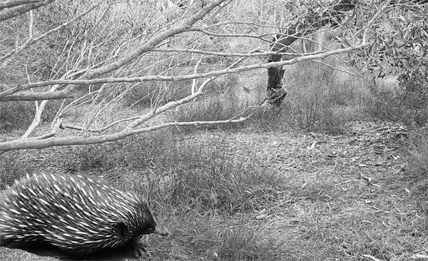 echiidna-bw-detail-600-web