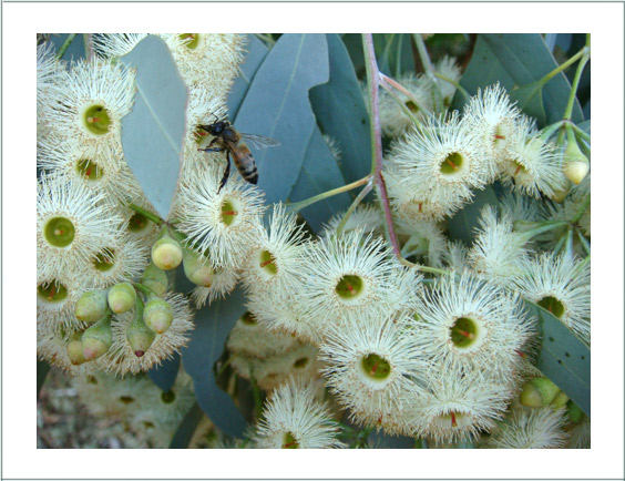 Angophora