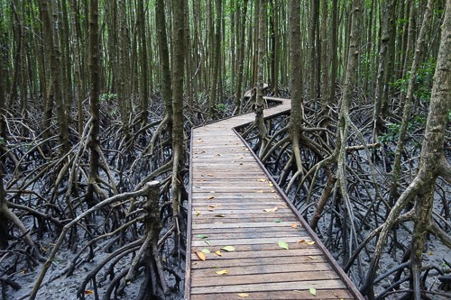 mangrove boardwalk