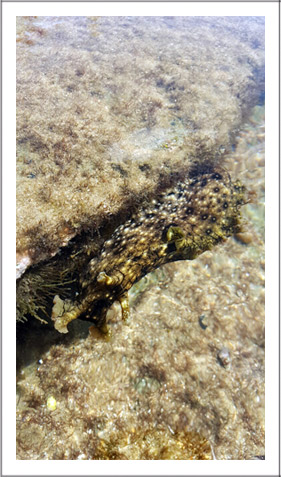 reef-walking-for-web