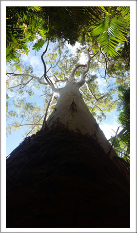 lost-in-the-bush-for-web