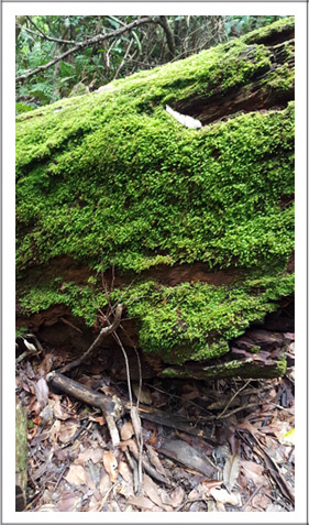 Mountain-moss-for-web