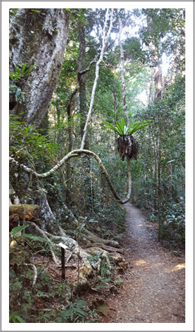 Mountain-track-reopened