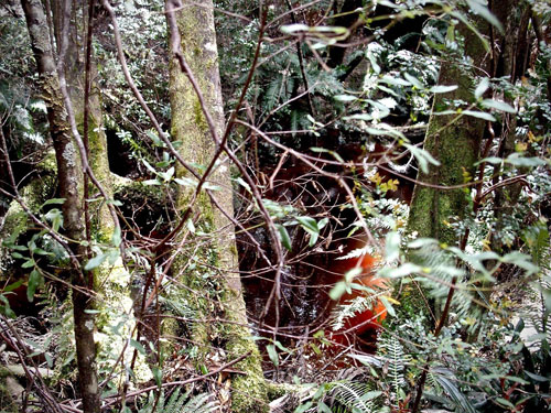 thiick-vegetation-for-web