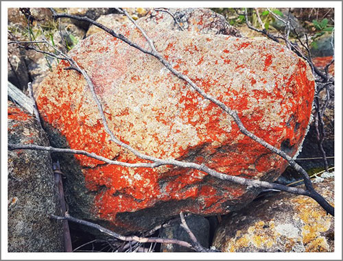 Ron-Moss-2.-lichenjpg