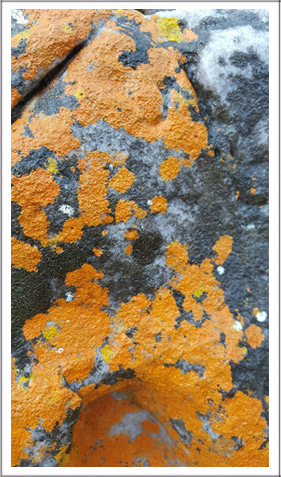 tangerine-lichen