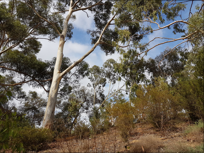 a-flock-of-shadows-for-web