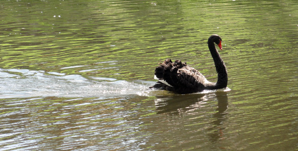 black-swan-Simon-haiku