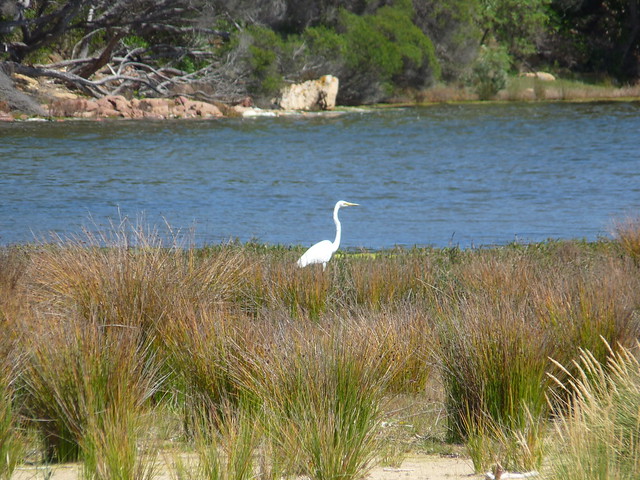 great egret2