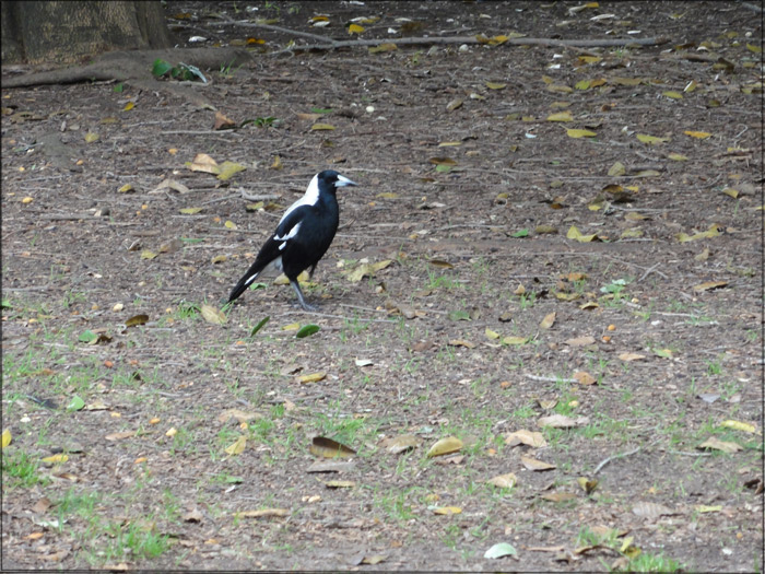 the-magpie-and-I-connect