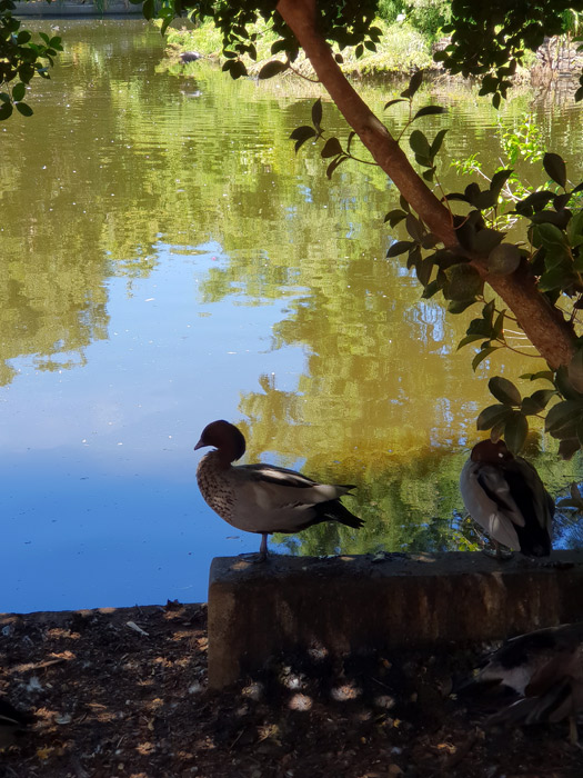wood-ducks-Botanic-Gardens-Adelaidefor-web