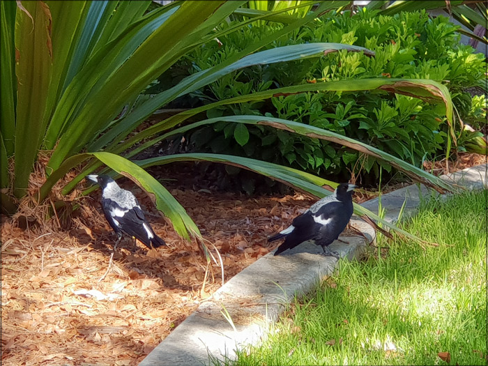 a-young-magpie-finds-its-voice-for-web