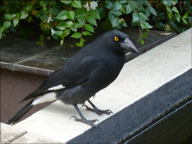 currawong-for-web