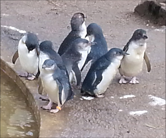 litttle-penguin-for-web