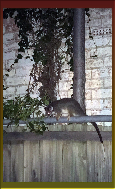 possum2