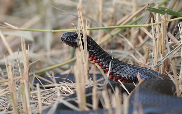 redbellied black snake