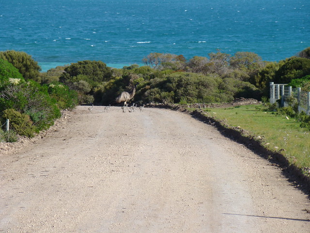 emu and chicks