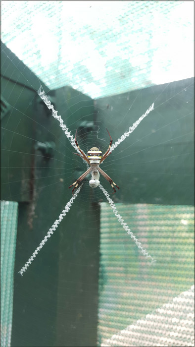 spider-2small