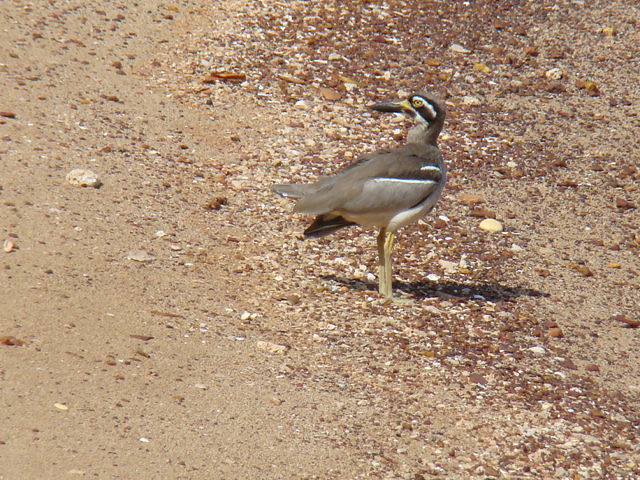 beach stone curlew