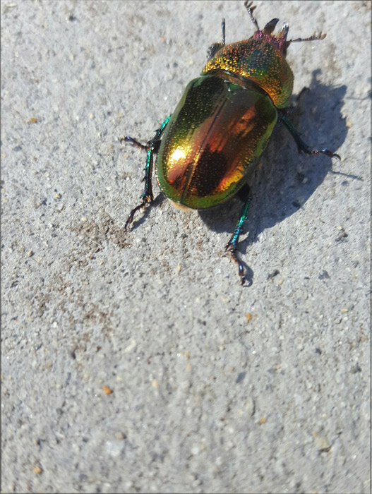 christmas-beetle-2web