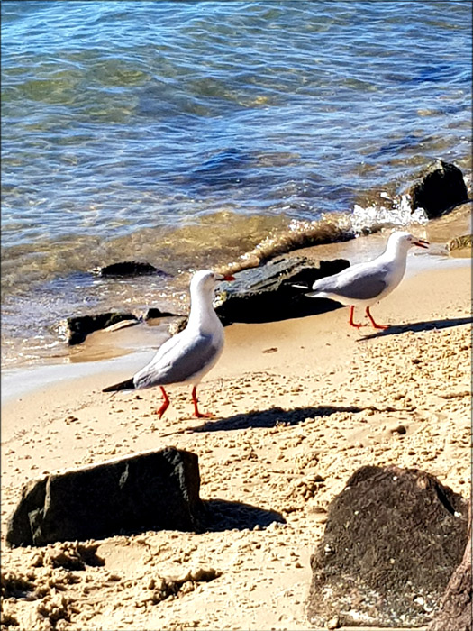 seagulls-for-web