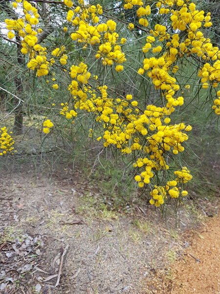 wattle-3-for-web