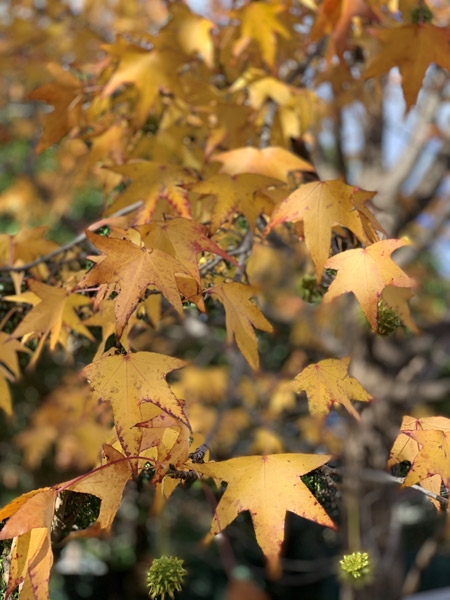 autumn-sadness-for-web