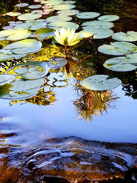 afternoon-shadows-for-web