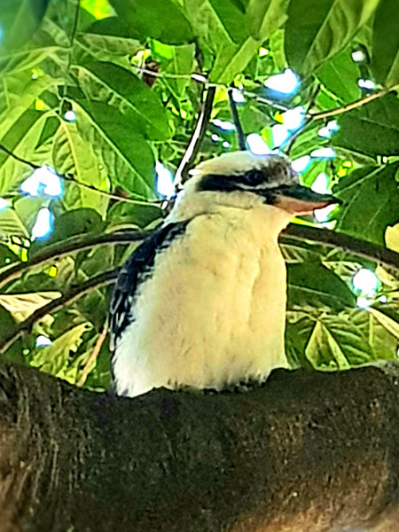 Morning-song-for-web