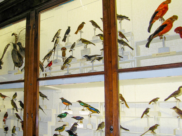 museum-cabinet.-for-webjpg