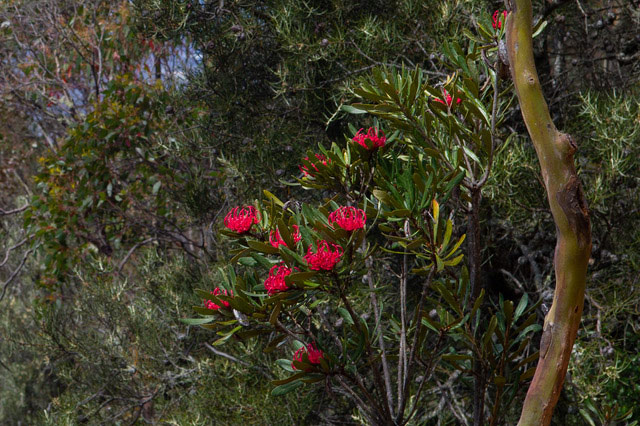 Waratah1for-web