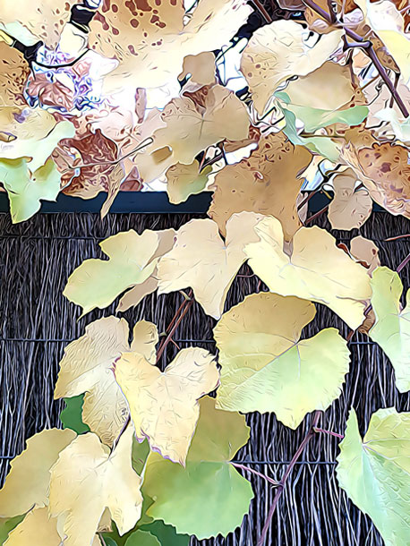 leaves-flutter-the-quiet-rain-for-web