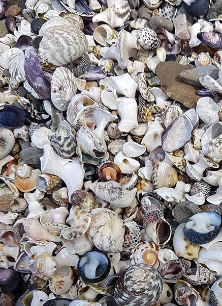 MOSS-Ancient-Middens-a-for-web