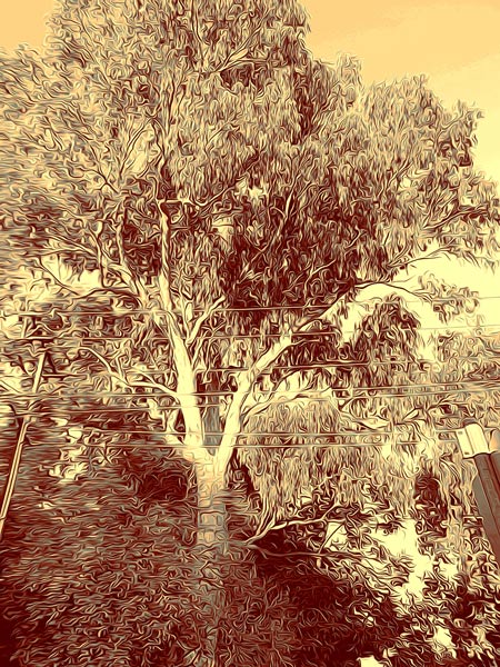 southerly-buster-for-web