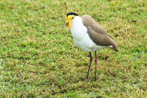 school-oval.-for-webjpg