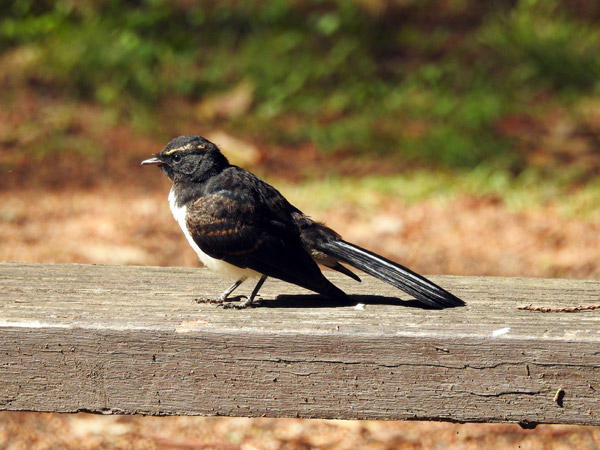 wagtail-for-web